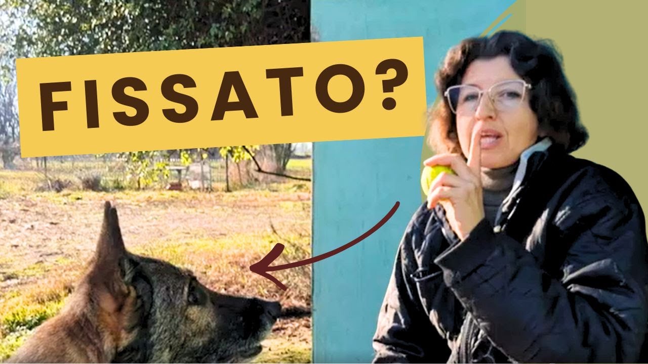 Quando il cane si fissa… perché NON è un bene