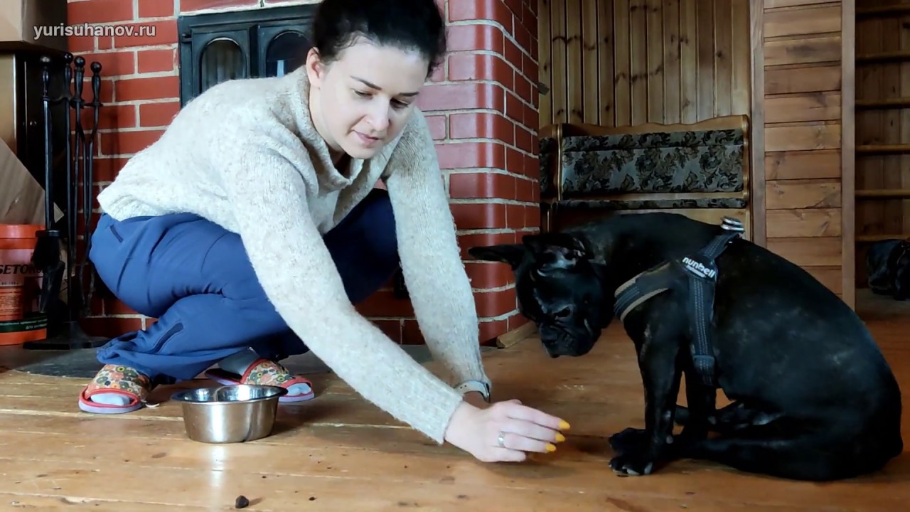 Французкий бульдог: команды МОЖНО и НЕЛЬЗЯ. Закрепление