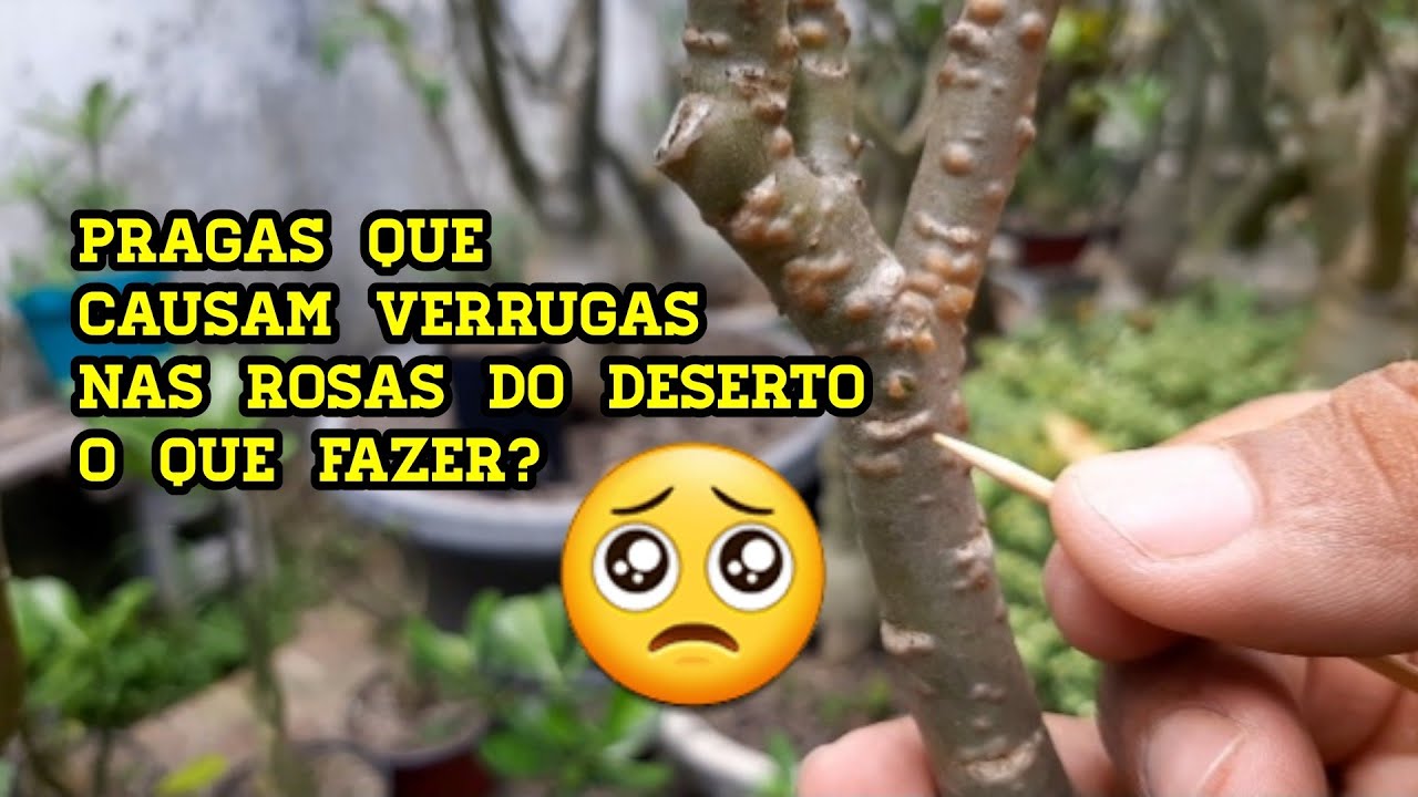 Pragas que podem deixar suas rosas do deserto com verrugas veja como resolver isso