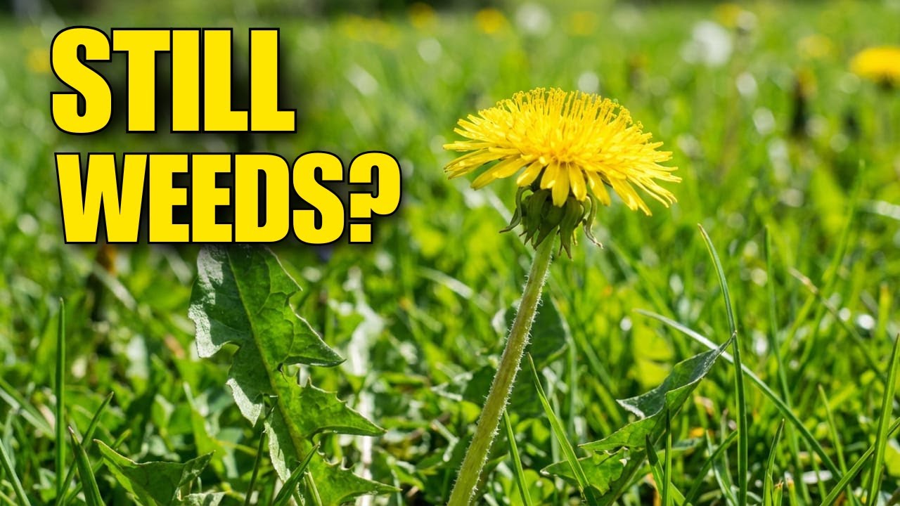 Why Your Lawn STILL Gets Weeds (Even After You Spray)
