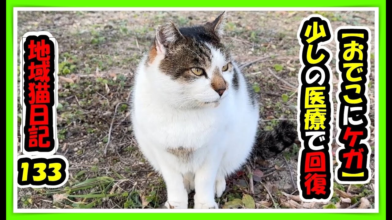 【おでこにケガ】怪我をした地域猫😺にお薬（抗生剤）を飲ませています。少しの医療で寿命を延ばすことができます。またご飯が食べにくかった子も回復、また、仲良し母娘のごっつんこも沢山撮影できました。　#猫