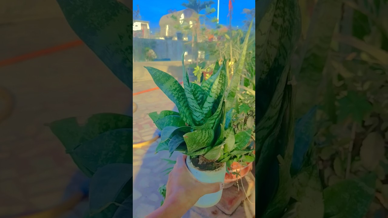 gardening tips for beginners|🐍snake plant care🍃| which plant should I start gardening with🌿