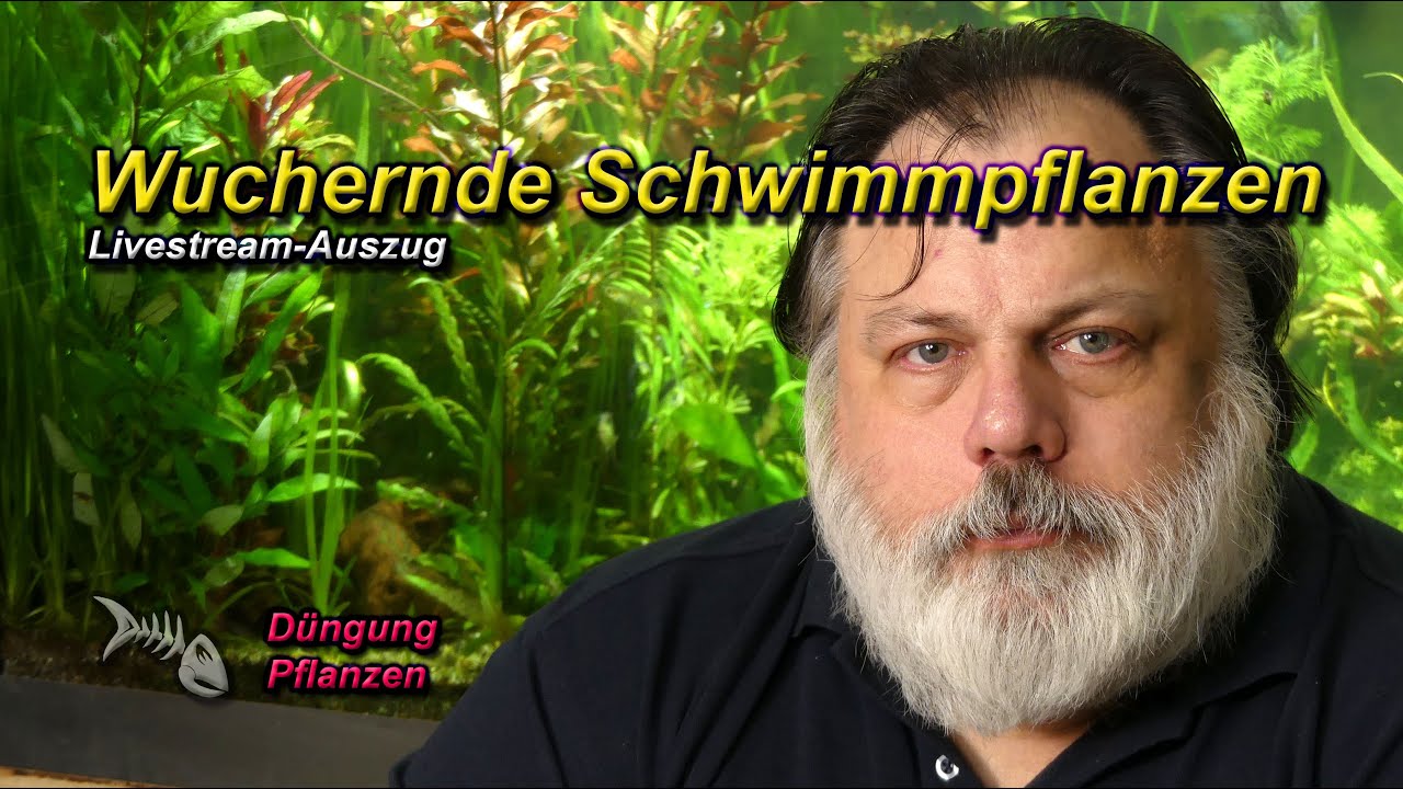Zeigen WUCHERNDE SCHWIMMPFLANZEN immer einen AUSGEWOGENEN NÄHRSTOFFGEHALT im Aquarium an?