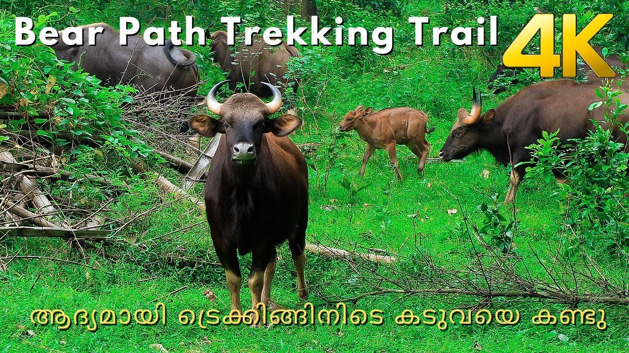 Parambikkulam trekking!!! 4K