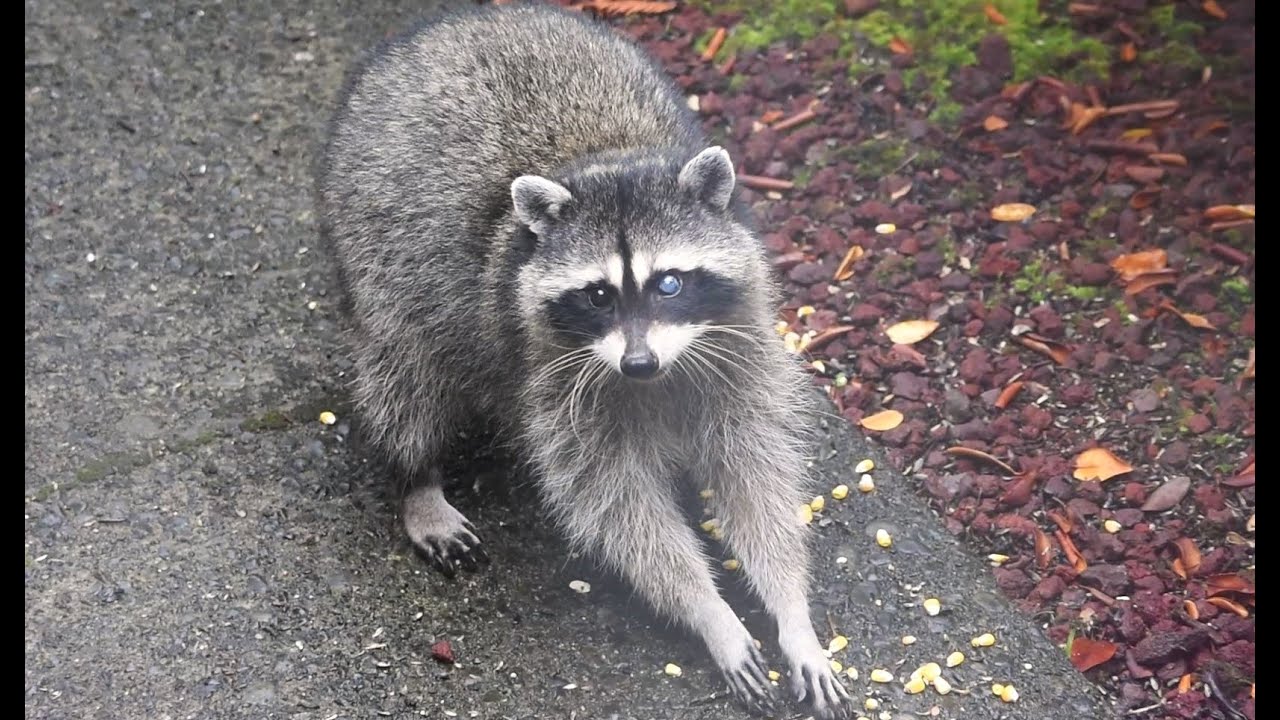 Raccoon with milky eye cataract desperately seeks some food during the day.