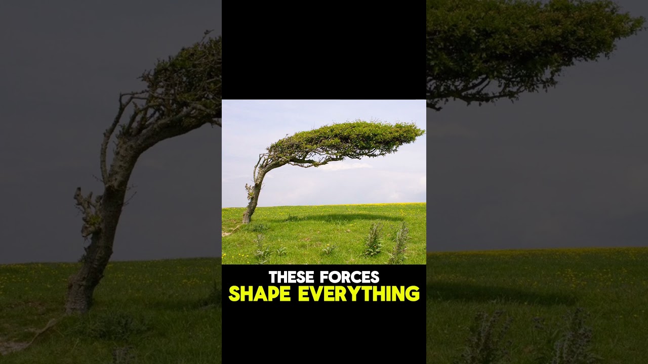 Where Trees Can't Grow Straight