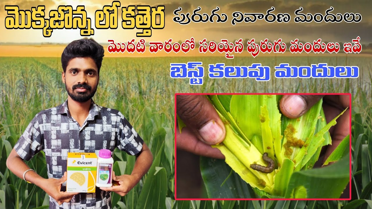 #మొక్కజొన్న లో కత్తెర పురుగు నివారణ మందులు #మొక్క జొన్నలో సరియైన పురుగు మందులు ఇవే#మొక్కజొన్న కలుపు