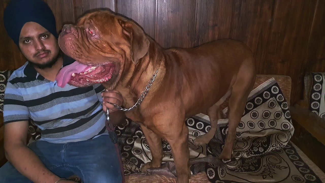 Dogue De Bordeaux || French Mastiff || Gursewak Farm || Scoobers