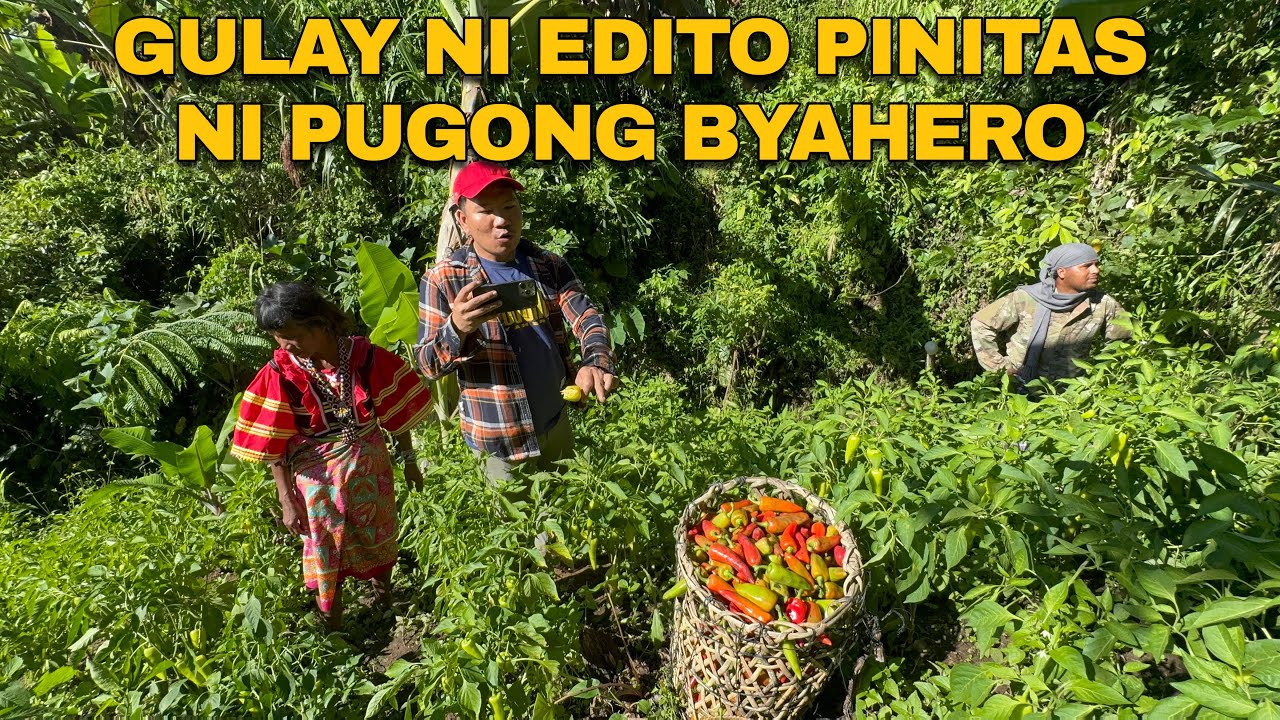 PUGONG BYAHERO NAG HARVEST NG GULAY NI PEKENG BOMBAY