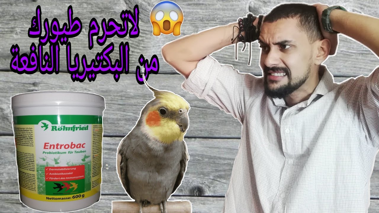 الطريقة الصحيحة لإعطاء البكتيريا النافعة  البلونشيمون (الحلقة الرابعة)