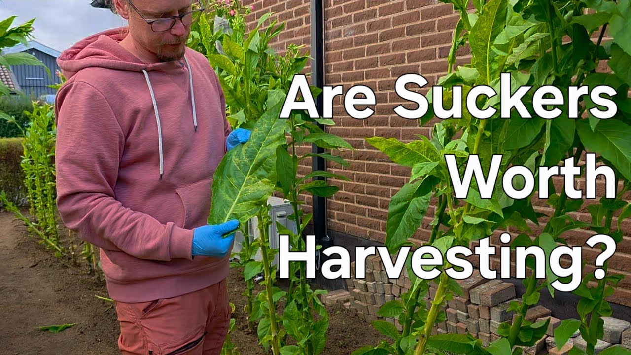 Harvesting Sucker Leaves | Testing a New Tobacco Curing Method 🌿🔧
