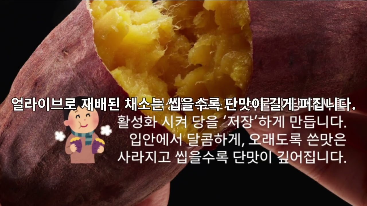 왜 얼라이브 채소가 더 달까?