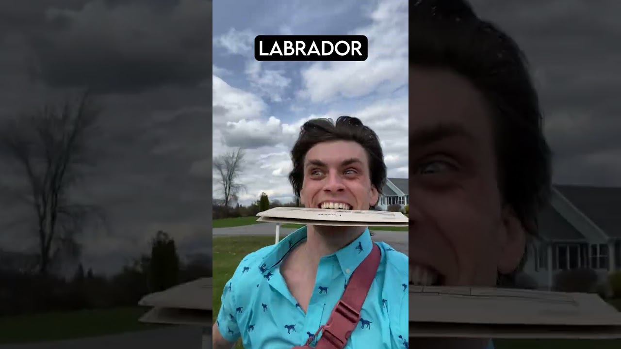 How Dog Breeds React to the Mailman
