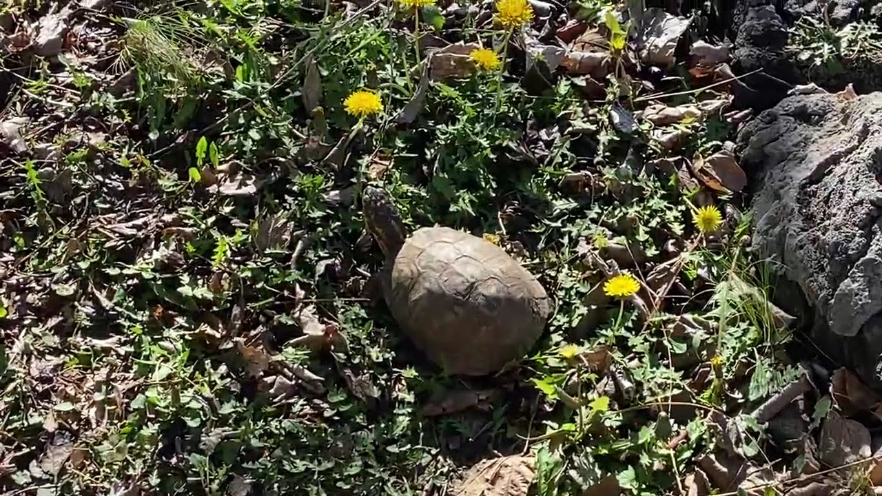 Early Spring Turtle Appearances! Easterns 2026.