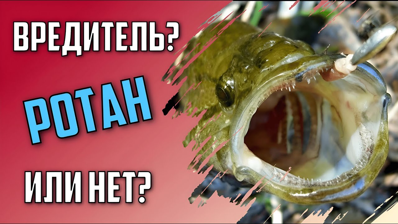 Чем опасен РОТАН? Вред или польза от загадочного представителя ихтиофауны.