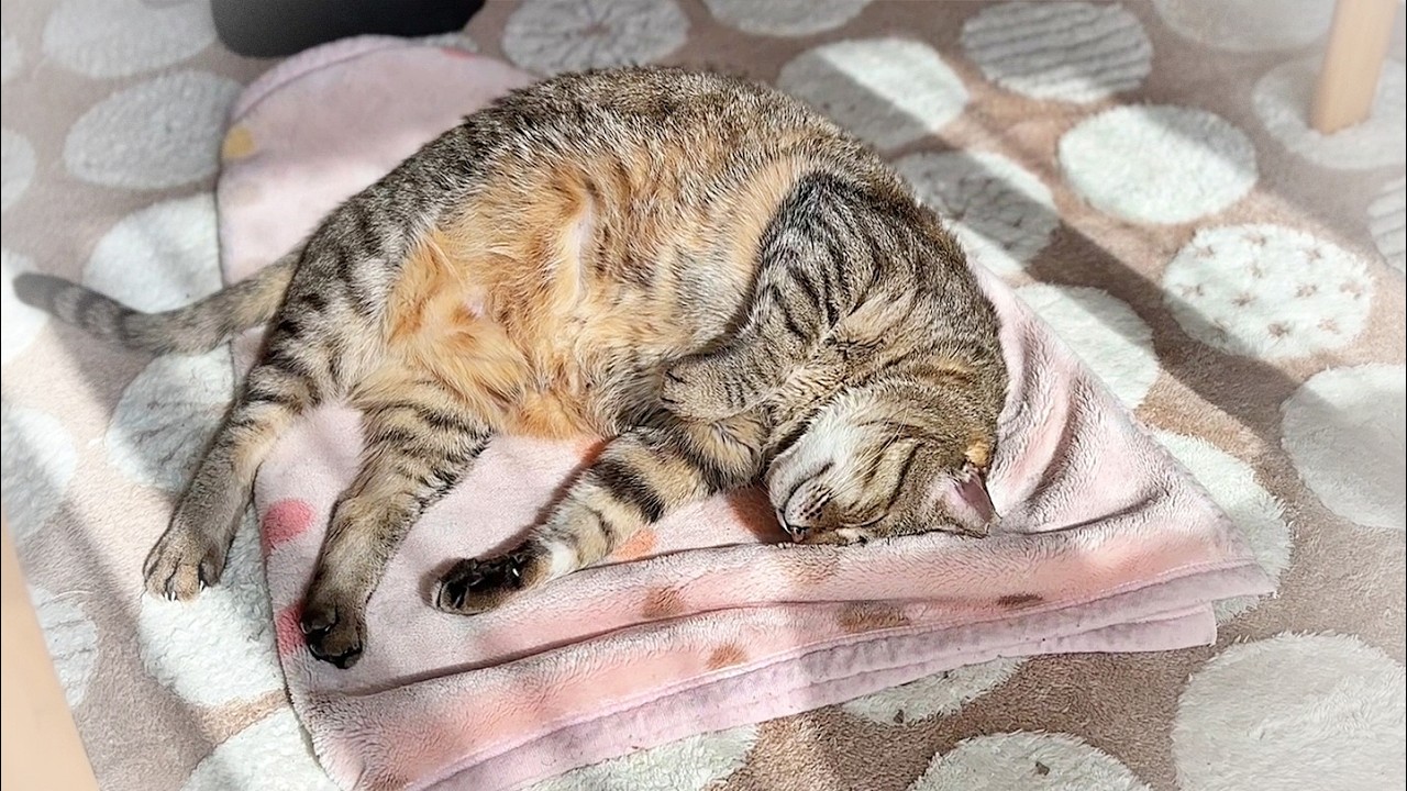 父が猫に話しかけたら、思いがけない結果になりました【元野良猫・癒し】