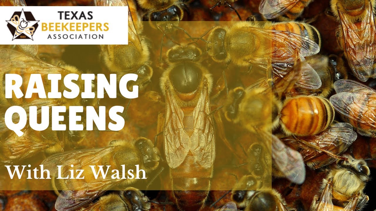 Raising Queens for Yourself by Liz Walsh of the TAMU Honey Bee Lab