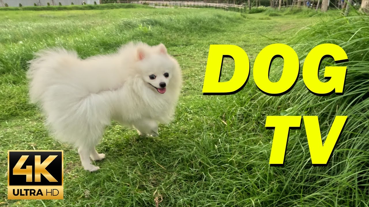 [NO ADS] Best Dog Video Entertainment - The Ultimate Solution for Dogs With Anxiety When Home Alone