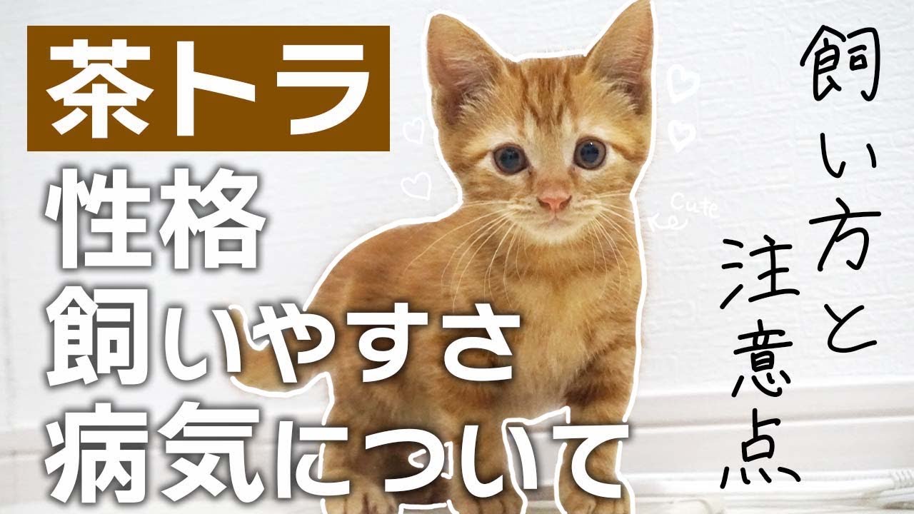 茶トラの飼い方と性格 注意点！多頭飼いはどう？猫の種類や特徴を知っておこう！
