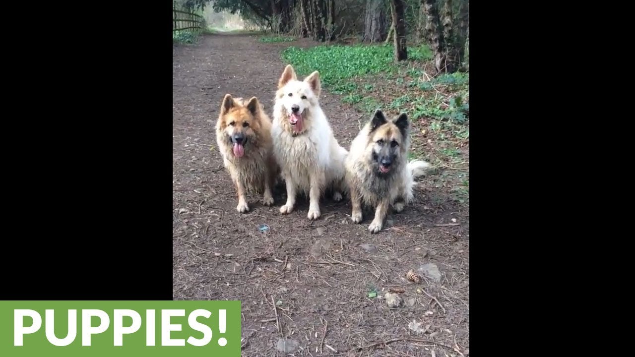 These three dogs all fetch the same stick