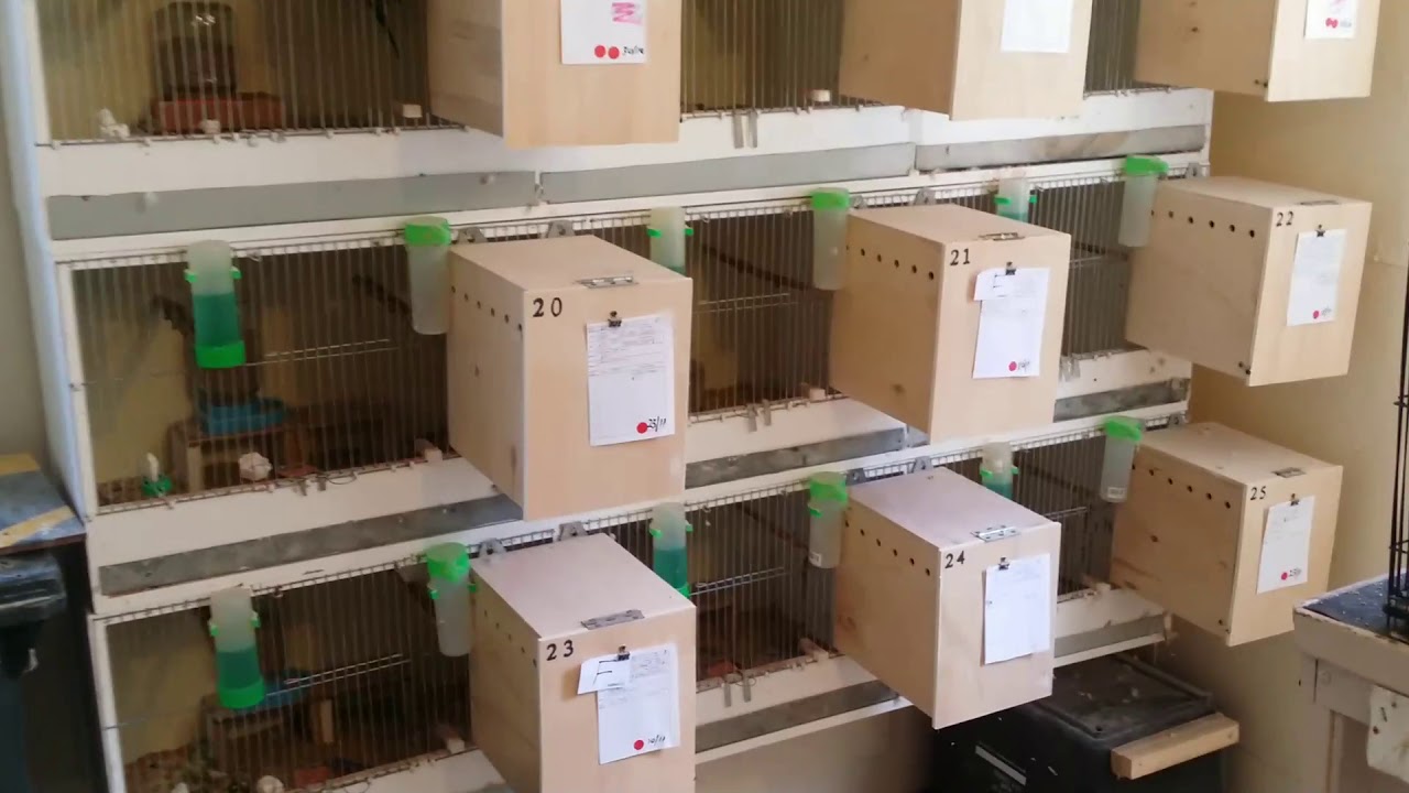 Bills breeding cages & nest boxes