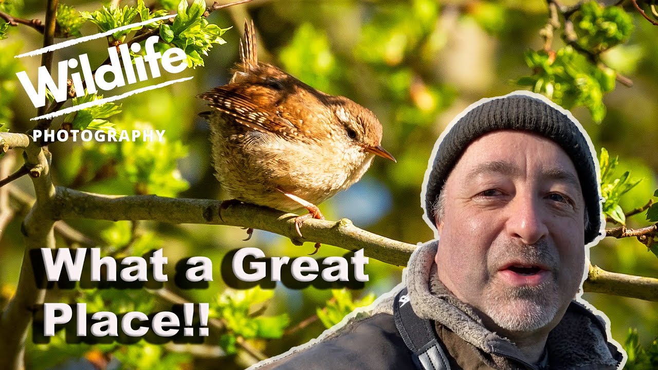 Wildlife Walk at Pitsford Water | UK WILDLIFE and NATURE Photography