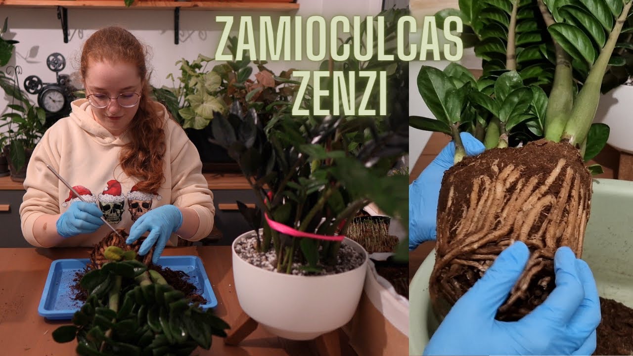 ZZ plant - Zamioculcas Zenzi trafia do rodzinki!