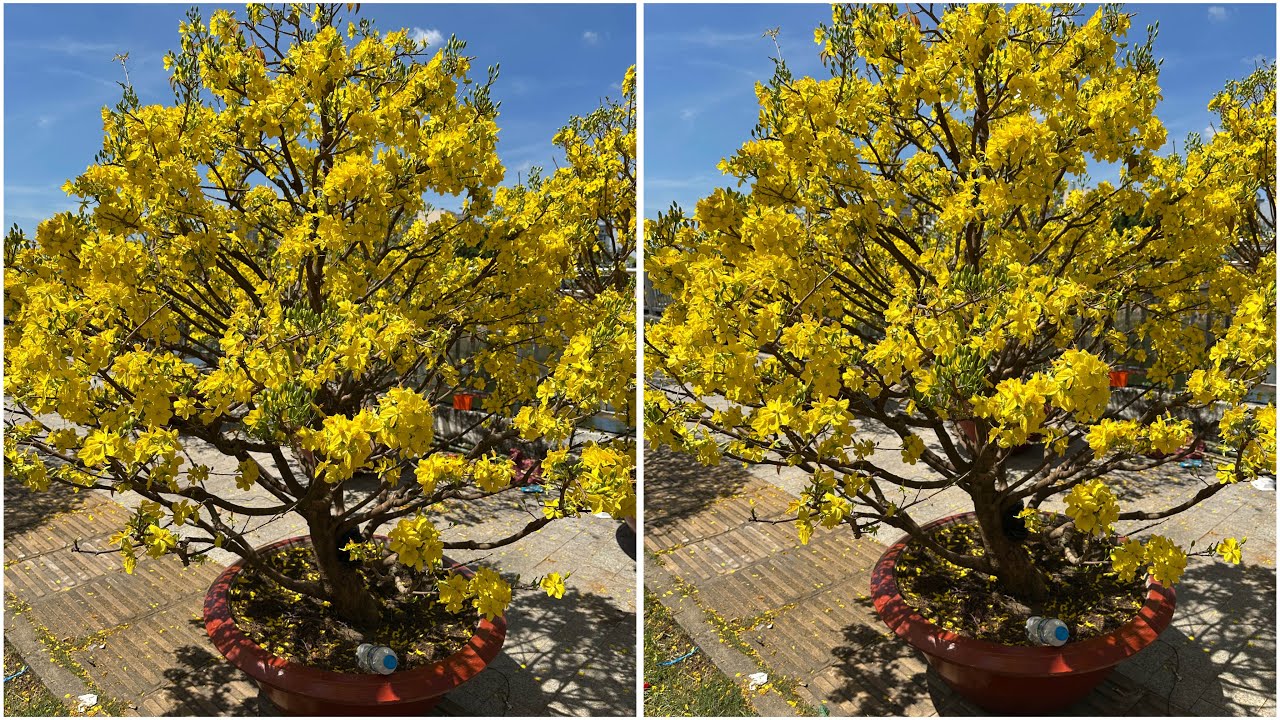 M2 K&ecirc;nh Bonsai Can Tho  ng&agrave;y 18/2/2026