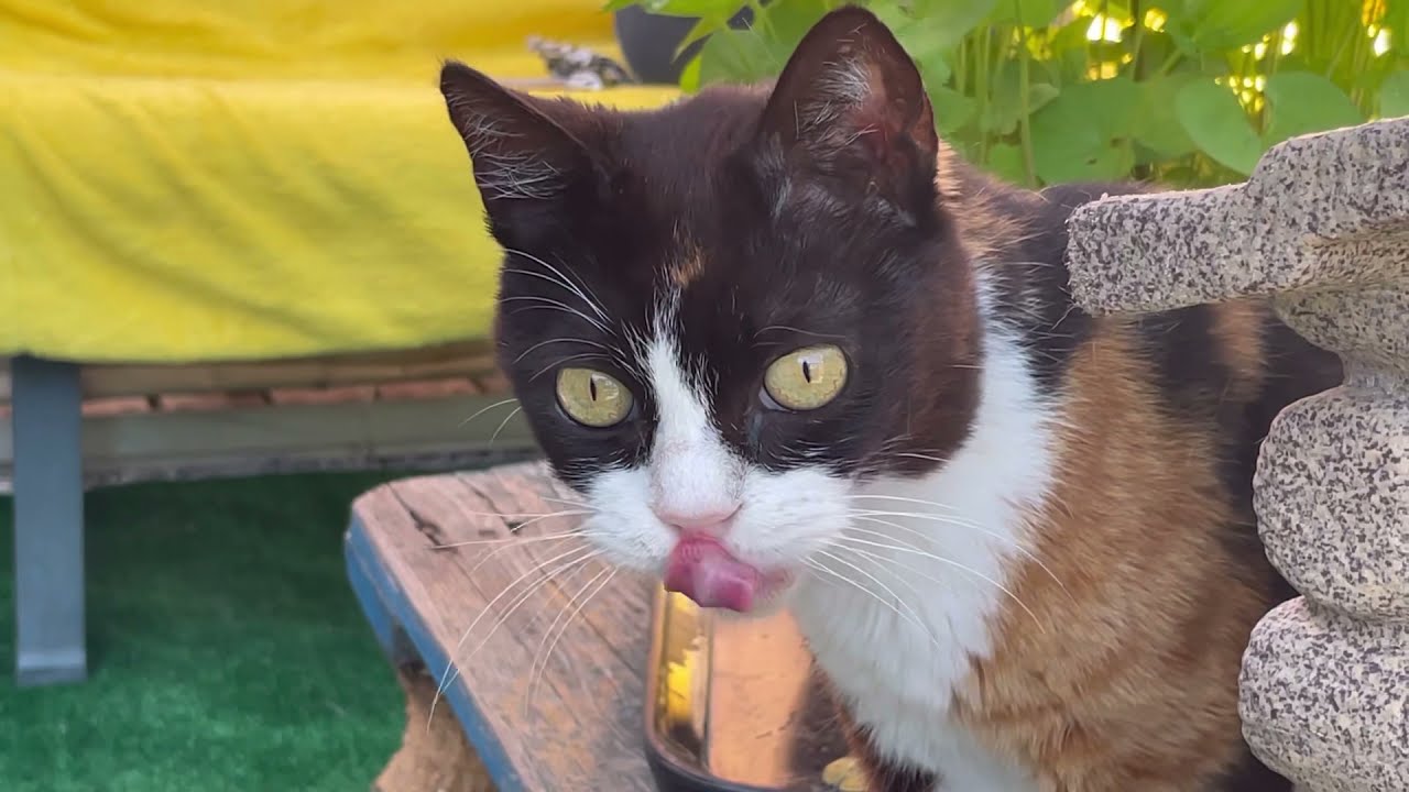 Il gattile Asav di Viareggio