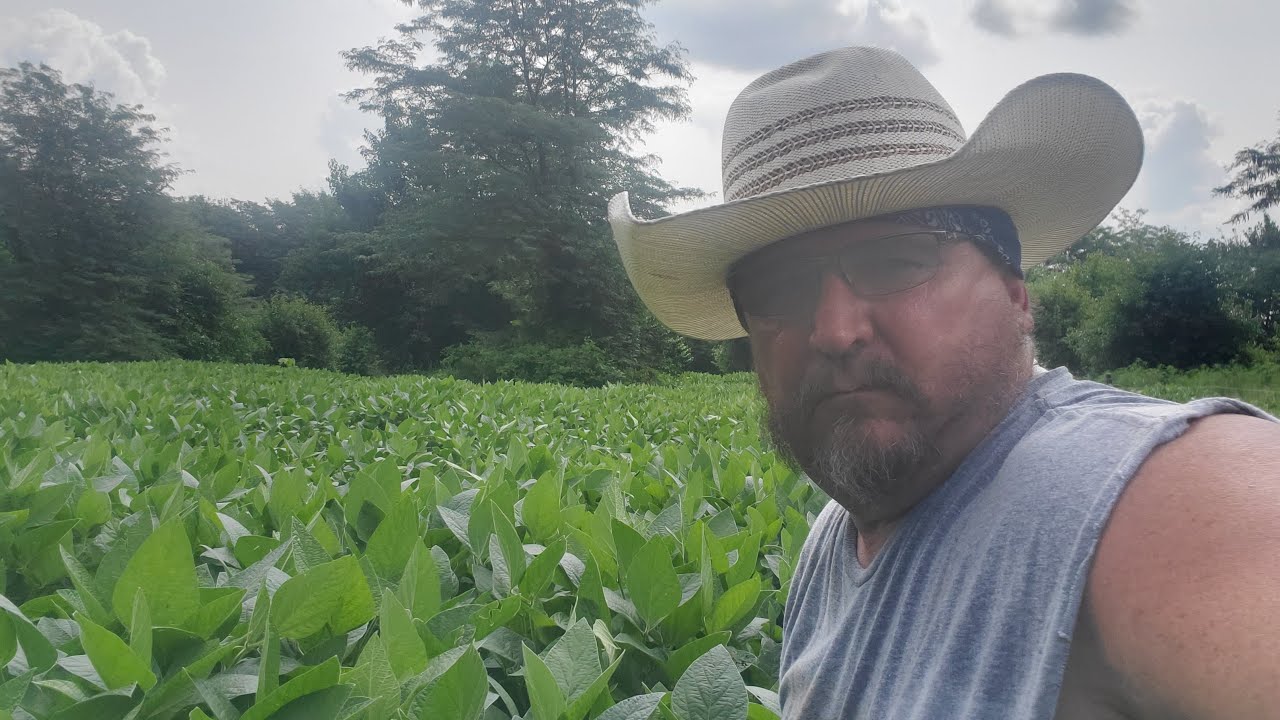 Soybean  Triumphs  &  Tribulations And Electric Fence Thoughts