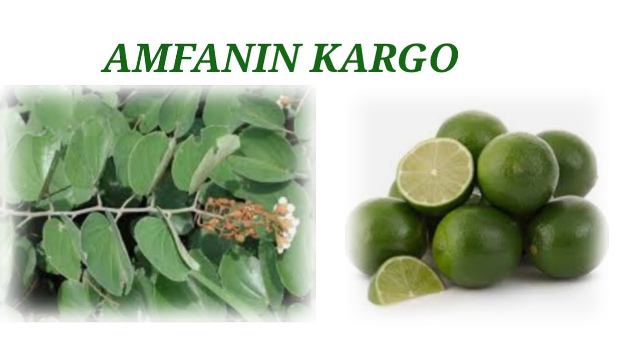 AMFANIN GANYEN KARGO..#tilawatv #gidanmagani_herbal