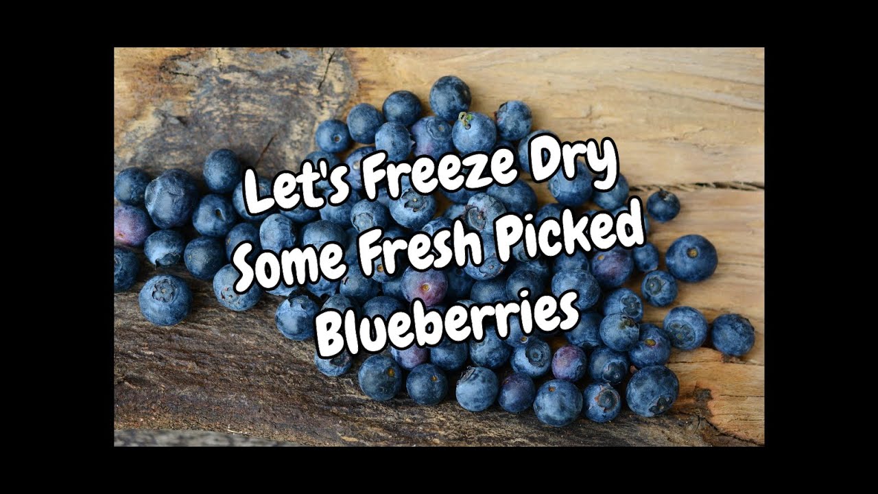 Let's Freeze Dry Some Fresh Picked Blueberries