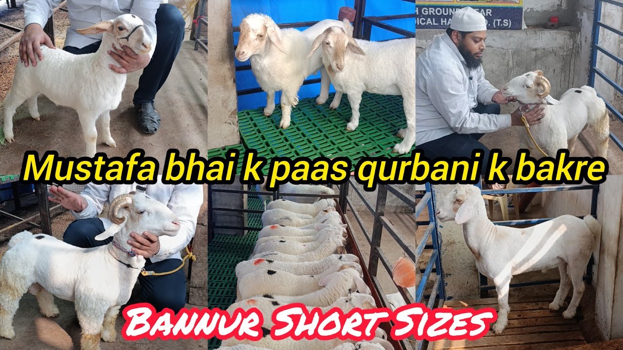 Bannur Baby Sheep's aur Qurbani k bakre available in Hyderabad | Mustafa Goat Farm Khilwath