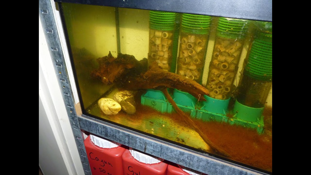 California Blackworms breeding Part 4 - Glanzwurm Zucht - Wissenswertes sowie Tipps und Tricks -