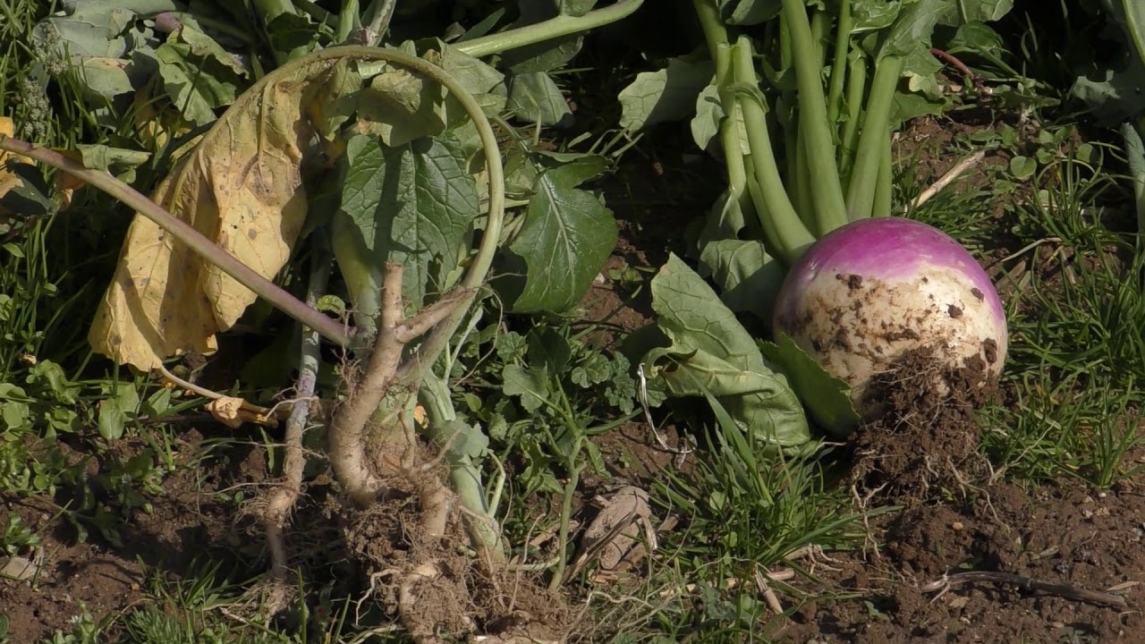 Benefits of Brassicas - Cover Crops