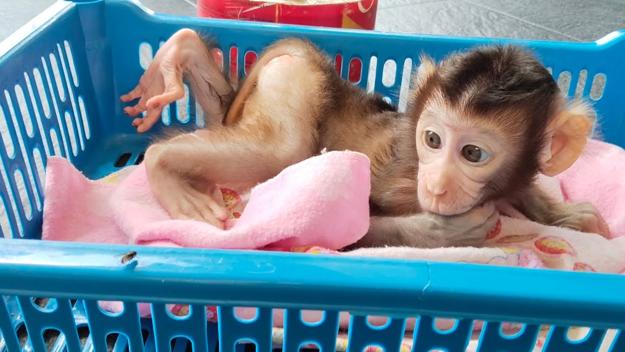 The boni baby monkey is so adorable trying to catch a fly but failing. 😍🥰😘