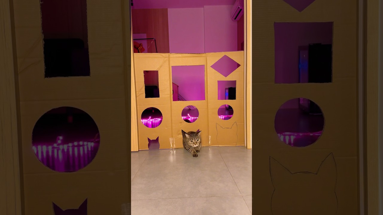 Cat challenge🤣 #cat #pets #cats #memes #asmr #humor #shorts