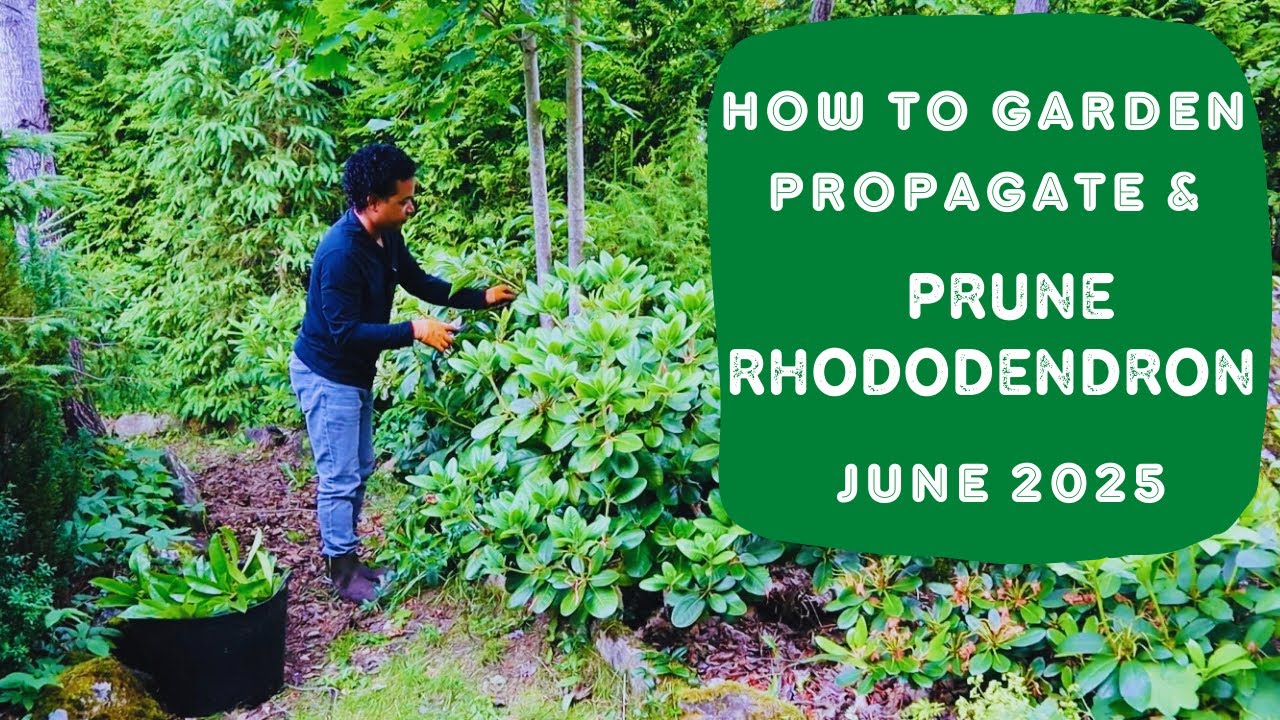 How to Prune Rhododendron & Garden Propagate the Cuttings  - June 2025