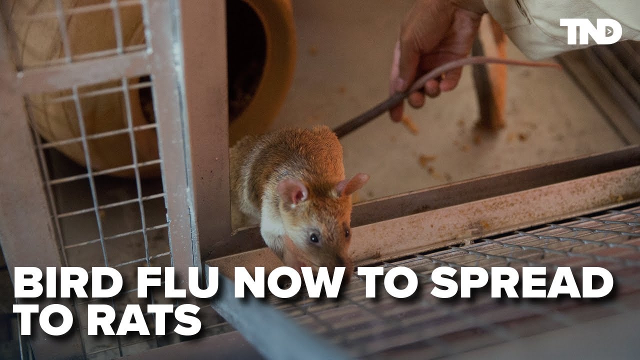 Bird flu now spreading to rats and other animals