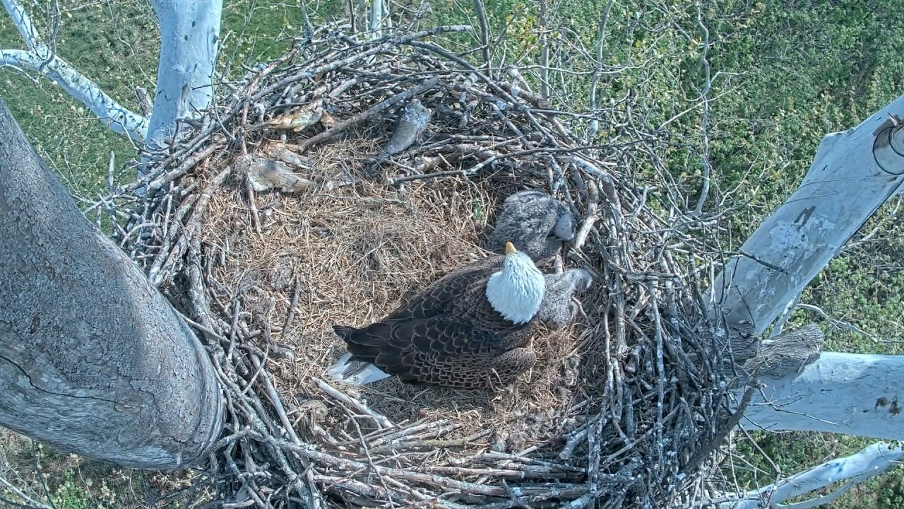 Live! From the NCTC Eagle Nest: Camera 3