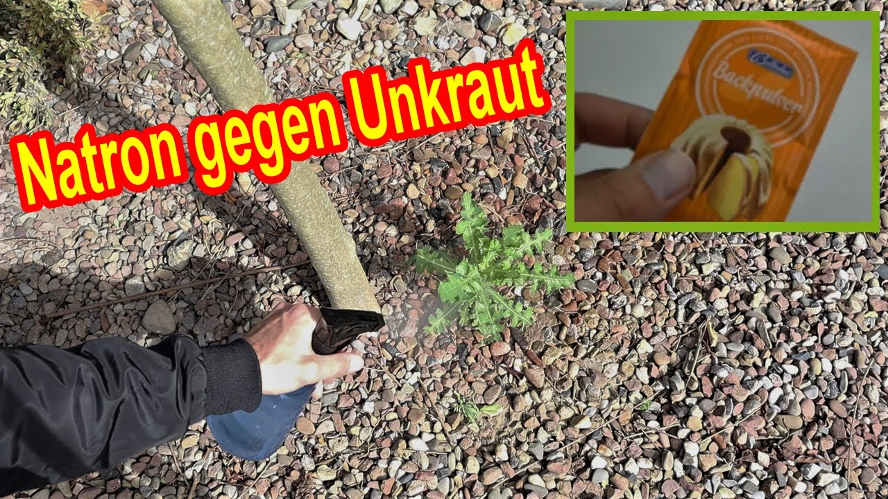 Natron / Backpulver gegen Unkraut im Garten einsetzen – Unkraut mit Natron bekämpfen & entfernen