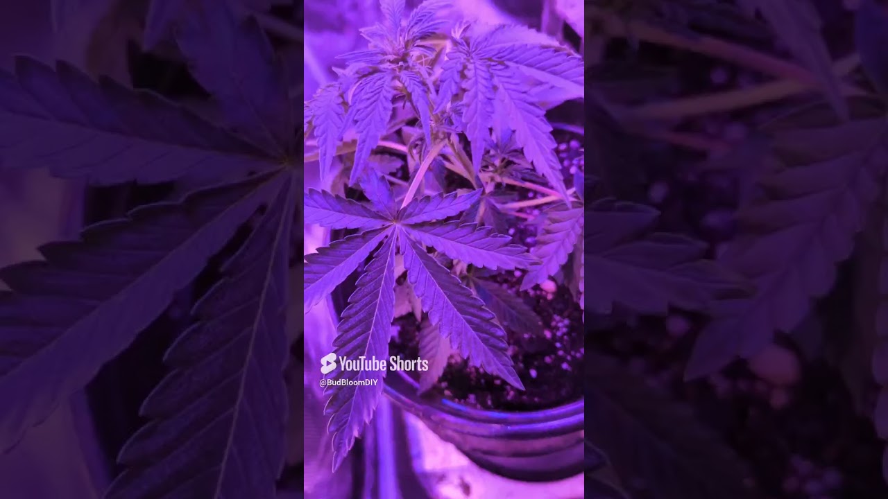 Monday Night Weekly Grow Diary! This Granddaddy Purps is my first cannabis grow ever!