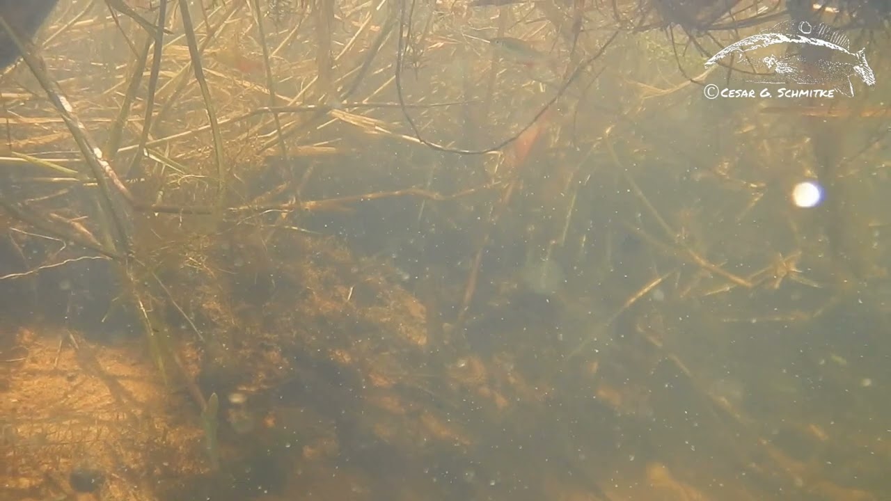 Aphyocharax anisitsi