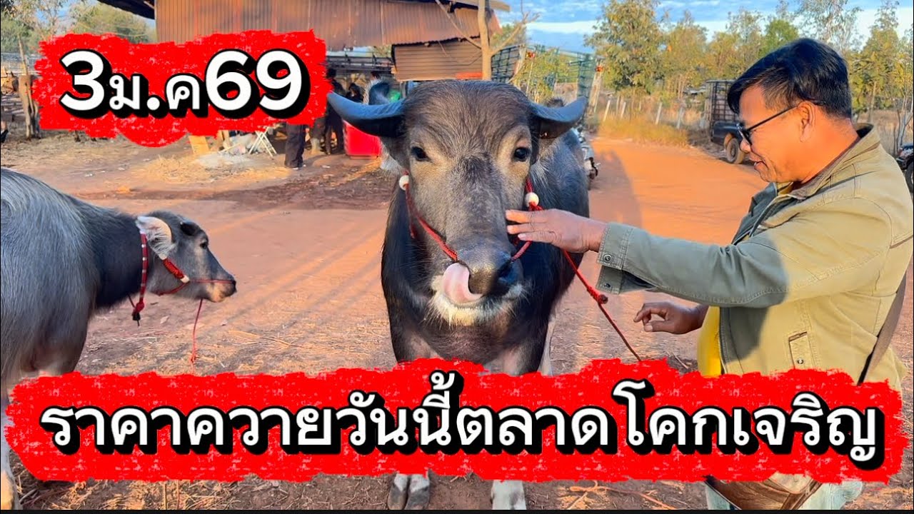 ลุงวิมลเลาะบรรยากาศชื่อขายควายตลาดโคกเจริญ อ.สว่างแดนดิน จ.สกลนคร #ราคาควายวันนี้ 3/2/69