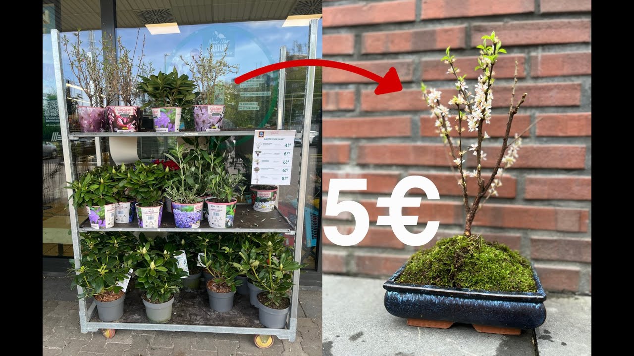 Bonsai Kirsche für Anfänger🌸