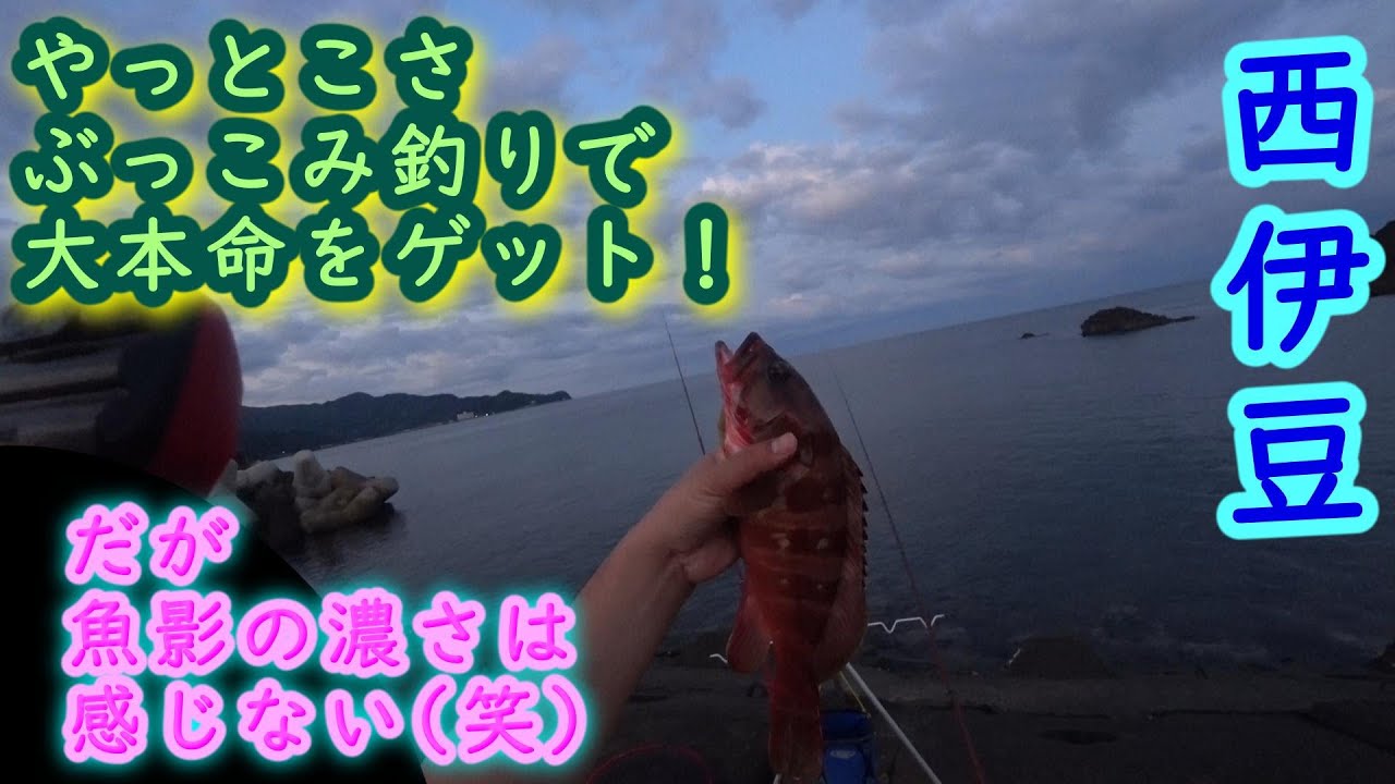 【西伊豆】ぶっこみ釣りで念願の大本命登場！【2025年9月下旬】
