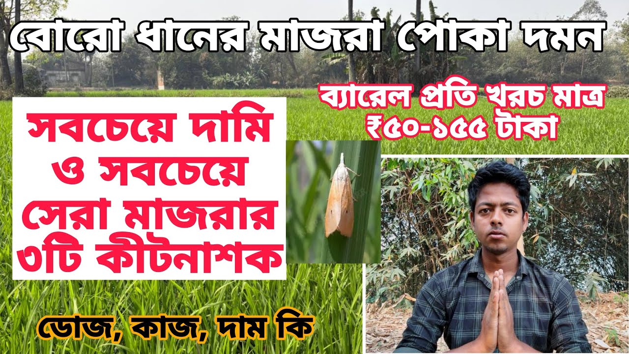 বোরো ধানের মাজরা পোকা দমনে সেরা 3টি  কীটনাশক 🔥 একটা স্প্রে-তেই বাজিমাত