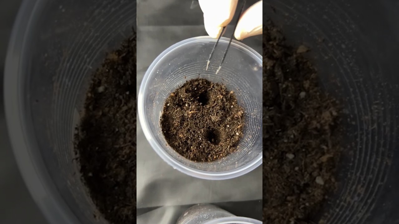 Home Cannabis Germination Process #germination #cannabiseducation #seeds