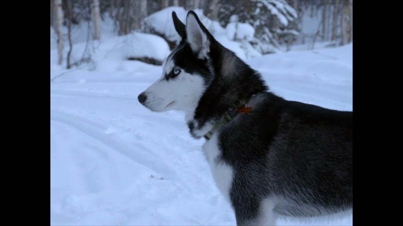 Krnąbrny szczeniak - Alaska. Ostatni przystanek - Discovery Channel