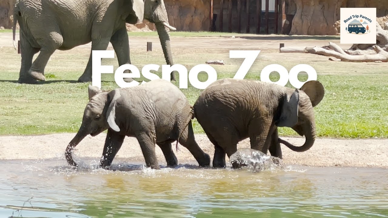 Splashing Fun for Baby Elephants at Fresno Chaffee Zoo